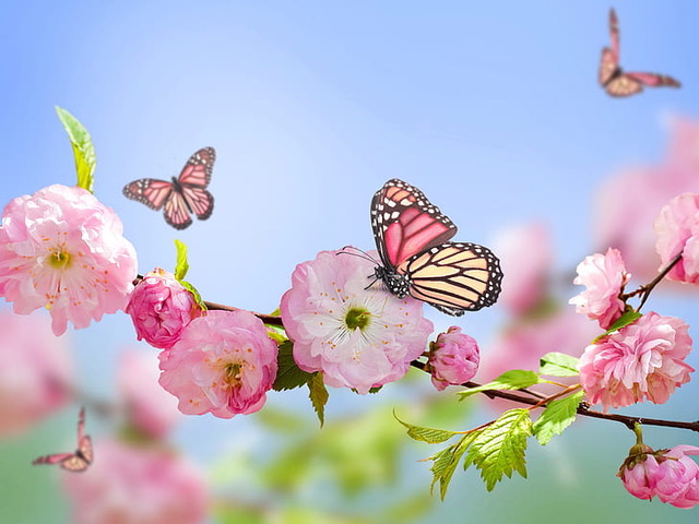 spring pink flowers butterflies bluesky